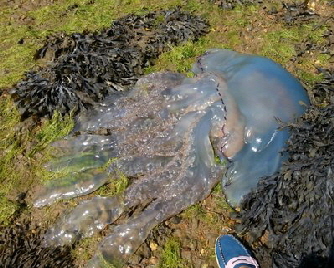 lynington  15 jellyfish