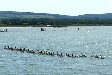 geese-flotilla-1