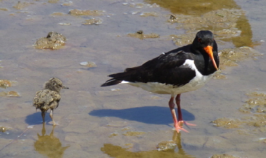 oyster-catchers